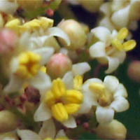 Thumbnail Picture of Malosma laurina