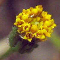 Thumbnail Picture of Bidens pilosa