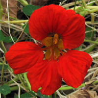 Thumbnail Picture of Nasturtium