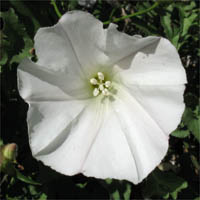 Thumbnail Picture of Calystegia macrostegia ssp. cyclostegia