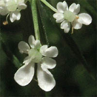 Thumbnail Picture of Queen Anne's Lace