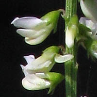 Thumbnail Picture of Melilotus albus