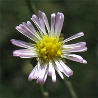 Thumbnail Picture of Symphyotrichum subulatum var. parviflorum