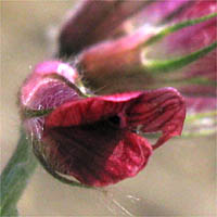 Thumbnail Picture of Purple Vetch