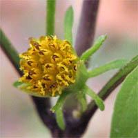 Thumbnail Picture of Bidens frondosa