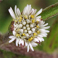 Thumbnail Picture of False Daisy