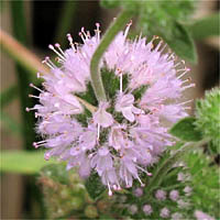 Thumbnail Picture of Mentha pulegium