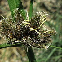 Thumbnail Picture of Cosmopolitan Bulrush