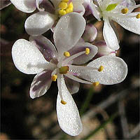 Thumbnail Picture of Santa Cruz Island Fringepod