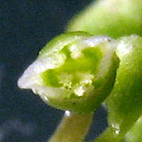 Thumbnail Picture of Montia fontana