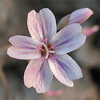 Thumbnail Picture of Coast Range Claytonia