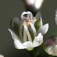 Thumbnail Picture of Narrow-leaved Fringe-pod