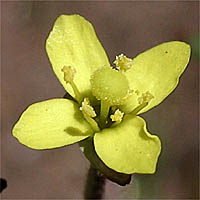 Thumbnail Picture of Contorted Evening Primrose