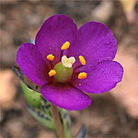 Thumbnail Picture of Seaside Calandrinia