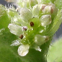 Thumbnail Picture of Bowlesia incana