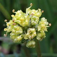 Thumbnail Picture of Sanicula bipinnata