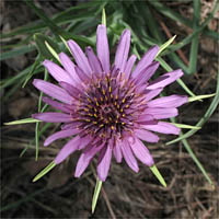 Thumbnail Picture of Tragopogon porrifolius