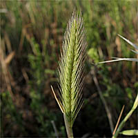 Thumbnail Picture of Hordeum depressum