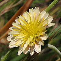 Thumbnail Picture of Microseris douglasii ssp. tenella