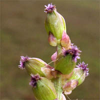 Thumbnail Picture of Triglochin maritima