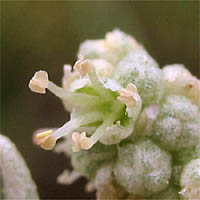 Thumbnail Picture of Atriplex watsonii