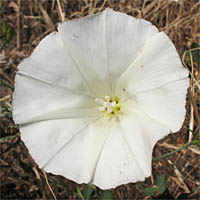 Thumbnail Picture of Calystegia purpurata ssp. purpurata