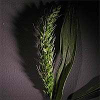 Thumbnail Picture of Setaria adhaerens