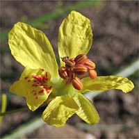 Thumbnail Picture of Mexican Palo Verde