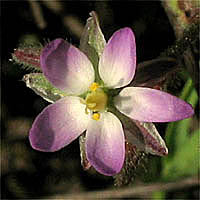 Thumbnail Picture of Salt-marsh Sand Spurry