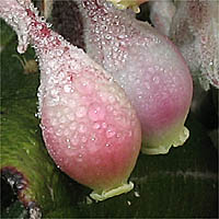 Thumbnail Picture of Xylococcus bicolor