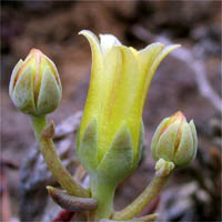 Thumbnail Picture of Conejo Dudleya