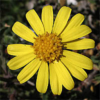 Thumbnail Picture of California Ragwort