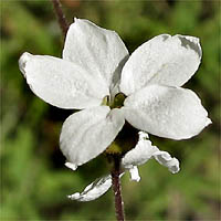 Thumbnail Picture of Lithophragma cymbalaria