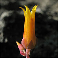 Thumbnail Picture of Dudleya cymosa ssp. marcescens