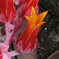 Thumbnail Picture of Dudleya cymosa ssp. cymosa