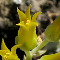 Thumbnail Picture of Dudleya verityi