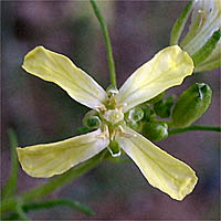 Thumbnail Picture of Sisymbrium altissimum