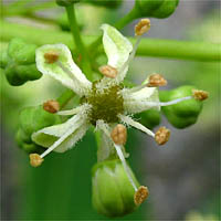 Thumbnail Picture of Ailanthus altissima