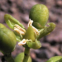 Thumbnail Picture of Parthenocissus inserta