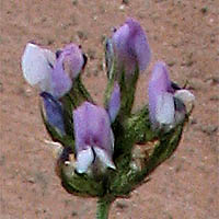 Thumbnail Picture of Bituminaria bituminosa