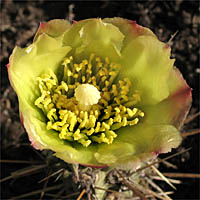 Thumbnail Picture of Cylindropuntia bernardina