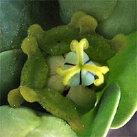 Thumbnail Picture of Caper Spurge