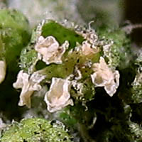 Thumbnail Picture of Dysphania multifida