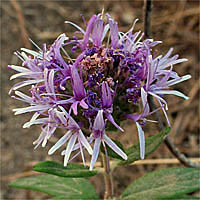 Thumbnail Picture of Monardella hypoleuca ssp. hypoleuca