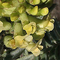 Thumbnail Picture of Ventura Marsh Milkvetch