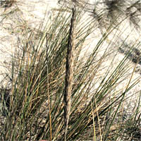 Thumbnail Picture of Ammophila arenaria ssp. arenaria