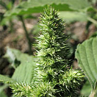 Thumbnail Picture of Amaranthus retroflexus