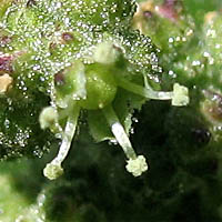 Thumbnail Picture of Chenopodium murale