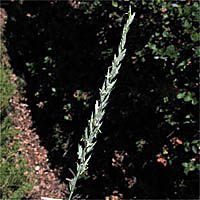 Thumbnail Picture of Beardless Wild Rye