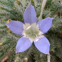 Thumbnail Picture of Downy Navarretia